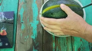 Супер арбуз "Чудо ягода" ранний, сладкий, сочный, с жëлтой мякотью! Очень вкусный арбуз в теплице!