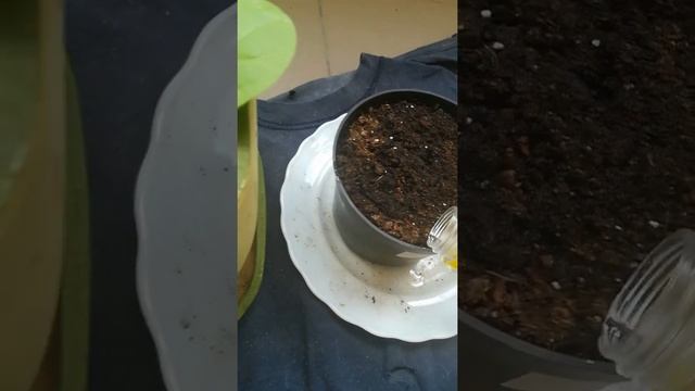 Полив растений смотреть онлайн