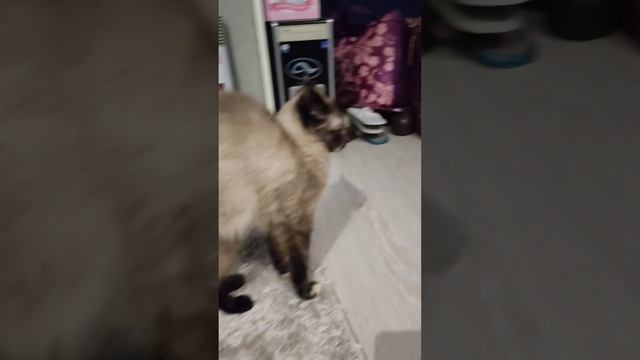 Кошка красавица,с улицы смотреть онлайн