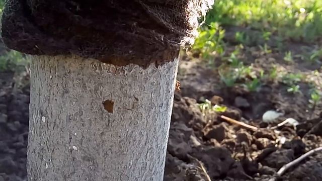 Муравьи и дёготь смотреть онлайн
