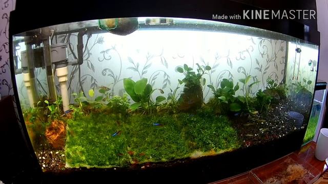 Посадка яванского мха ковром / Planting Javanese moss carpet смотреть онлайн