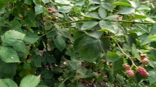 Відео огляд плодоношення ожини сортів "Вождь Джозеф" та "Полар" смотреть онлайн