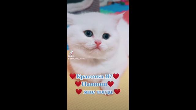 167.KATZEN KATZCHEN KITTEN CATS КОШКИ КОТЯТА смотреть онлайн