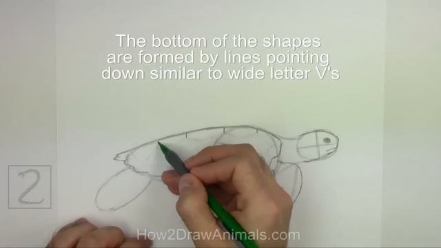 How to Draw a Green Sea Turtle смотреть онлайн