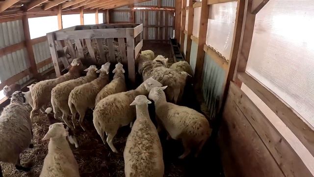 ЧТО СЛУЧИЛОСЬ ? СТРАУСЫ ПОДРУЖИЛИСЬ ? МАЛЯВКИ РАСТУТ ! КУПИЛ ХУТОР В ЛЕСУ №186 смотреть онлайн