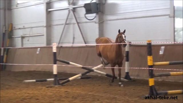 Akhal-teke Mamduh-Tarki. Jump смотреть онлайн