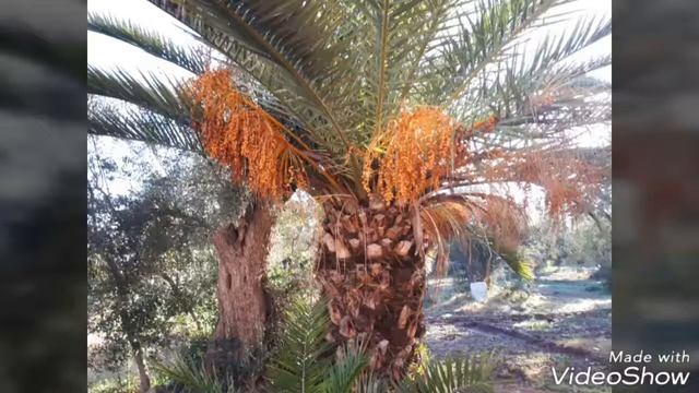 The Menara Gardens. Marrakech