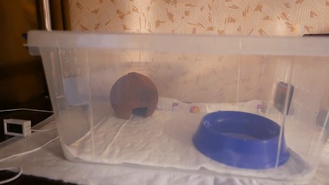 ЭТО ОБЯЗАТЕЛЬНО НУЖНО СДЕЛАТЬ ПЕРЕД ПОКУПКОЙ ПИТОМЦА! смотреть онлайн