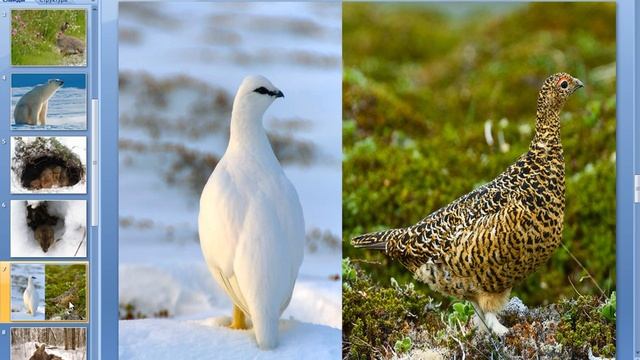 Животные в окружении снега (1 Класс)