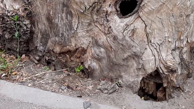 Культурная столица