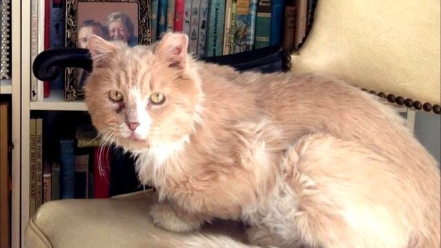 Кота нашли замученным и печальным! Но уже через час он сам себя не узнал! смотреть онлайн