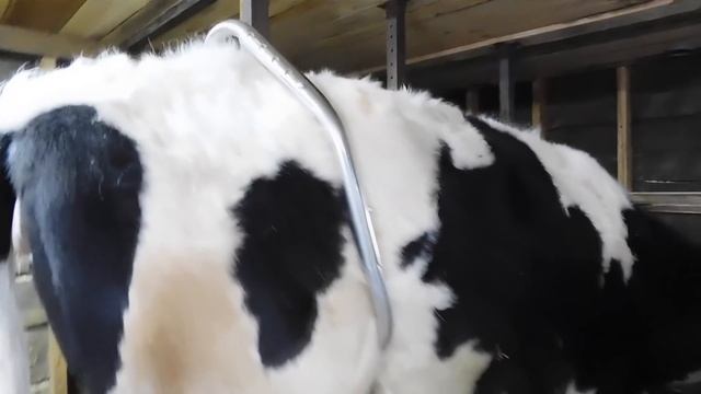 ЧТО КУПИЛА ДЛЯ КОРОВ И ТЕЛЯТ В ИНТЕРНЕТ МАГАЗИНЕ DairyShop !? САМЫЙ ЧЕСТНЫЙ ОТЗЫВ И ОБЗОР ТОВАРА! смотреть онлайн