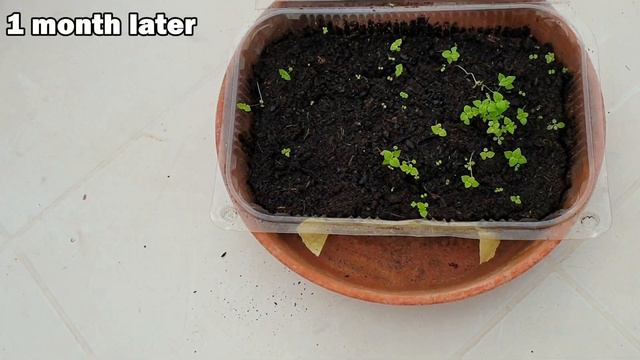 How to Grow Mint From Seeds - THE SIMPLE EXPLANATION смотреть онлайн