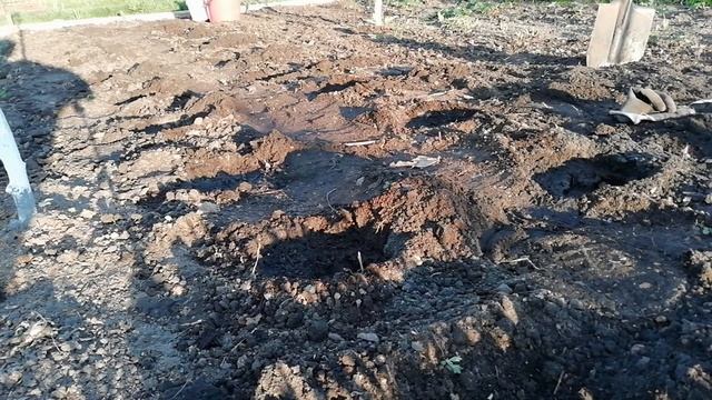 ПОСАДКА КАПУСТЫ в грунт. Вырастил крепкую рассаду капусты. смотреть онлайн