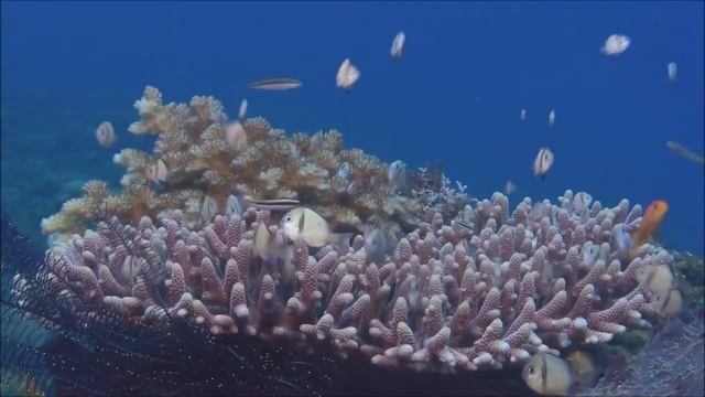 AquaLot - оформление и обслуживание аквариумов в Москве смотреть онлайн