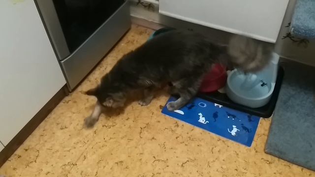 Закапывает еду смотреть онлайн