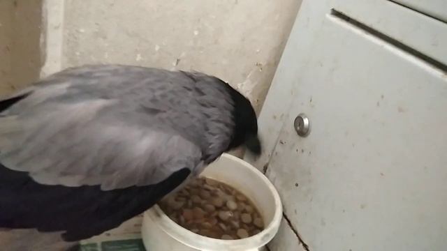 Вот и 12 00... Карлуша обедает - прогноз... смотреть онлайн