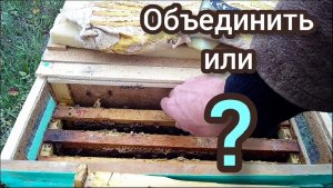 Поздние отводки пчел осенью.