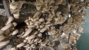 Как выращивать мицелий вешенки в домашних условиях