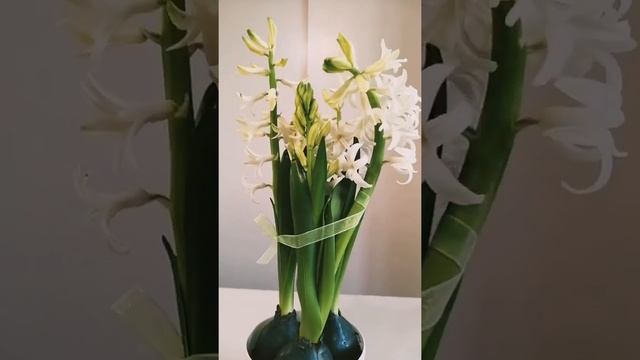 Как распускается белый гиацинт смотреть онлайн