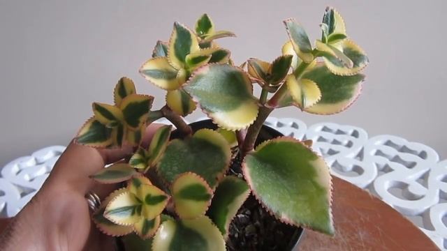 #Suculentadodia! | Crassula Sarmentosa Variegata смотреть онлайн