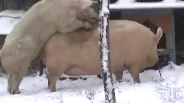 папа свин имеет маму свинку смотреть онлайн