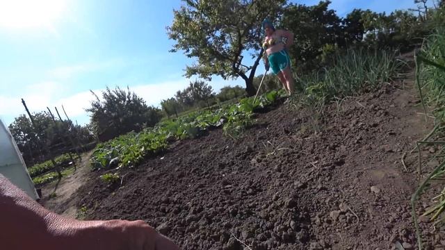 Идеальный угол у побега яблони груши черешни и других плодовых деревьев. смотреть онлайн