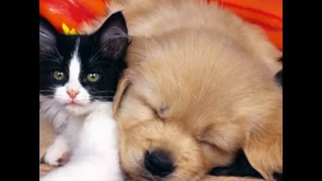 ANGELA : котята и щенята смотреть онлайн