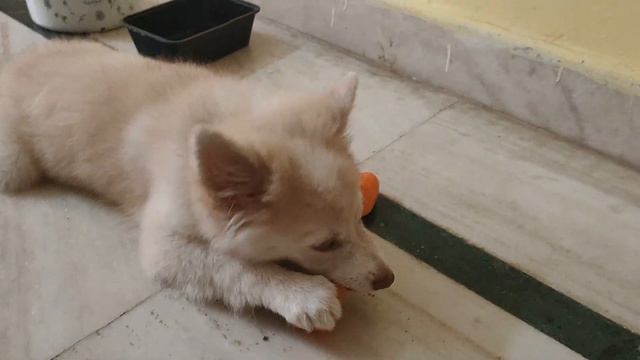 Introducing kiwi my pet dog | Dog | Adopted puppy смотреть онлайн