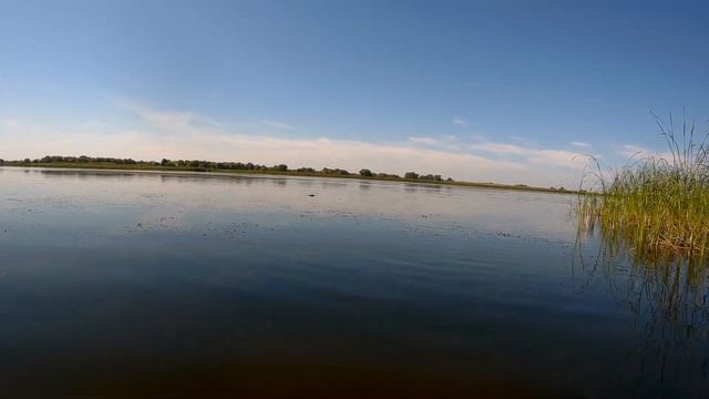 ОХОТА на УТКУ. На ЛЫСУХ с подхода. Duck hunt. смотреть онлайн