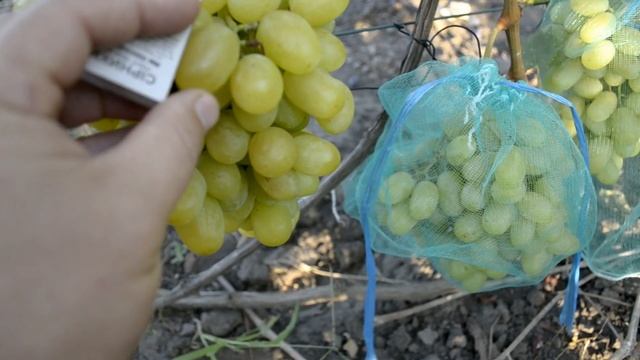 Виноград велика, ландыш, фуршетный смотреть онлайн