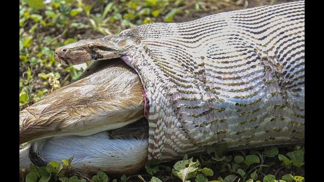 5 современных животных из мифов смотреть онлайн