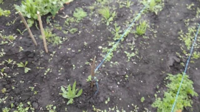 Цветение грецкого ореха/яблони/груши/?/сирень/Обзор огорода 12 мая. смотреть онлайн