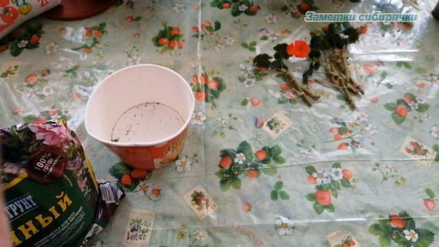Черенкую пеларгонию, пересаживаю традесканцию. Комнатные цветы смотреть онлайн