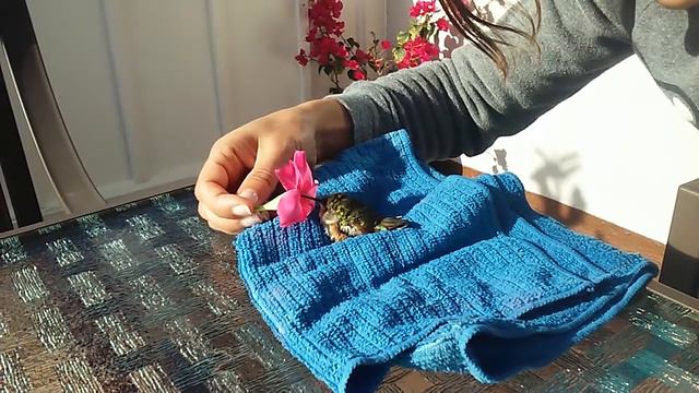 Valentina feeding Lula with flower смотреть онлайн