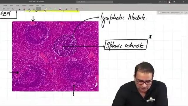 NEET PG- HISTOLOGY OF LYMPHOID SYSTEM смотреть онлайн