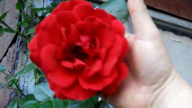 Уход за розами во время цветения. смотреть онлайн