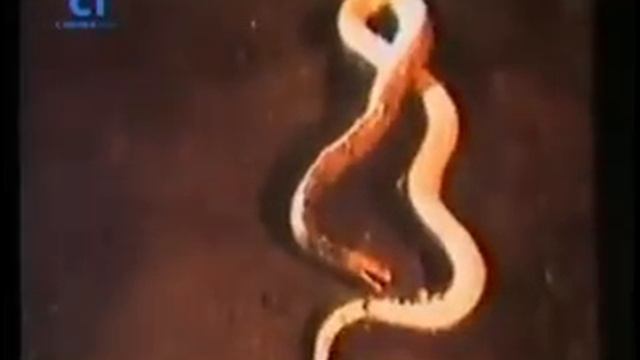 Lumaban ka, Satanas 1983 Ramon Revilla смотреть онлайн