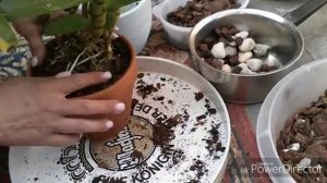 Дендробиум нобиле.  Пересадка,  субстрат.