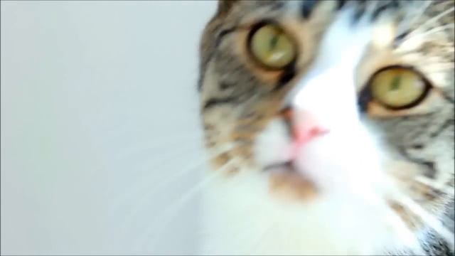 The Cutest Compilation of Cat Meows Ever - part 2 смотреть онлайн