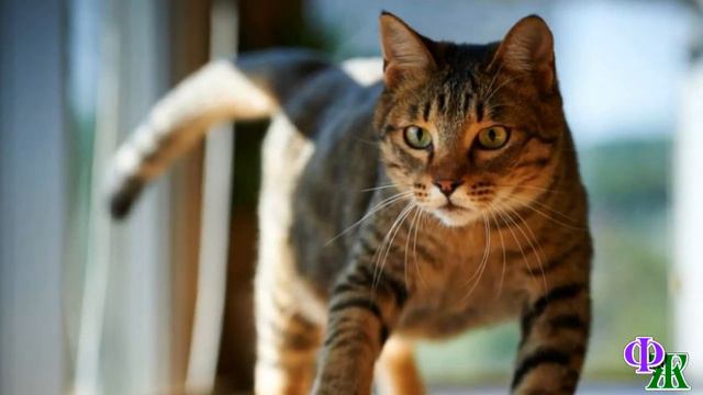 КОТ БОРИС 1. «Хшш!» – зашипело странное СУЩЕСТВО на кота, он в ужасе попятился и решил… смотреть онлайн