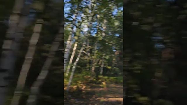 охота в августе в Меленковский районе Владимирской области. смотреть онлайн