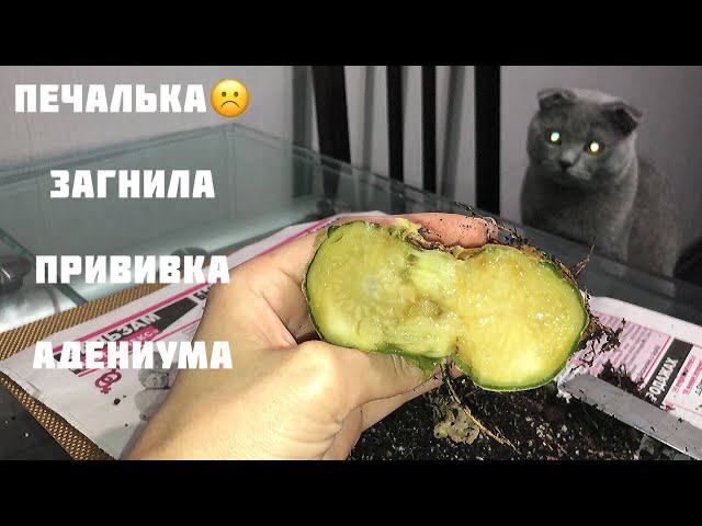 Адениум. Загнил каудекс на прививке смотреть онлайн