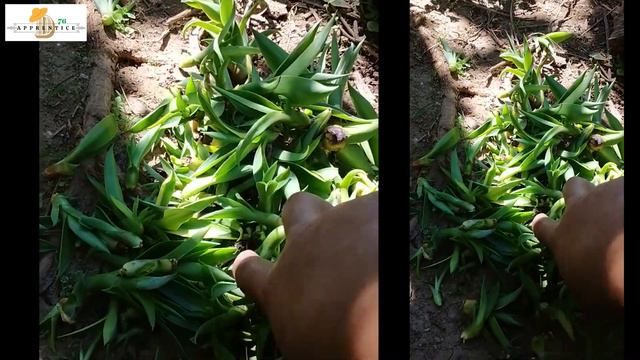 Century Plant / Agave Americana / Yellow Ribbons смотреть онлайн