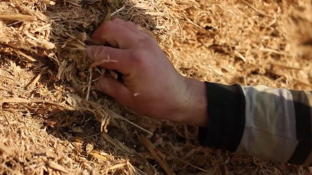 АЦИДОЗ РУБЦА. Rumen acidosis. смотреть онлайн
