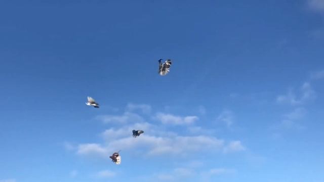 СВГ в Крыму смотреть онлайн