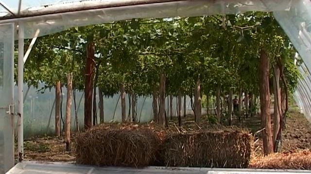 Органический виноград в Крыму смотреть онлайн