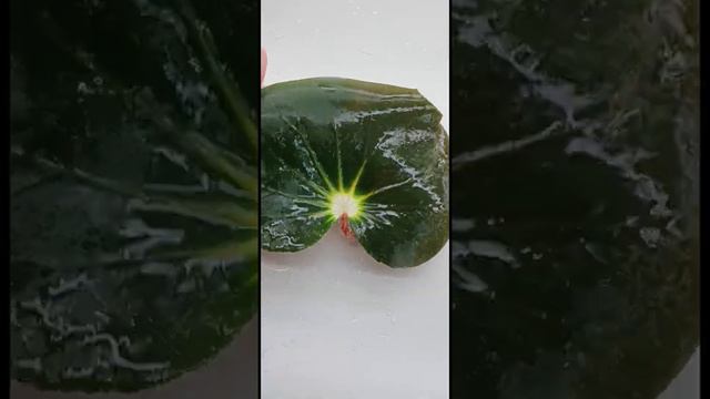 Распаковка второй посылки с новинками бегоний. В следующем видео покажу деток от этих листиков. смотреть онлайн