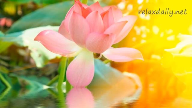 relaxdaily N°047 – Музыка Дзен – сосредоточение, обучение, медитация смотреть онлайн