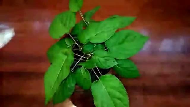 Актинидия-опылитель Жан Жак смотреть онлайн